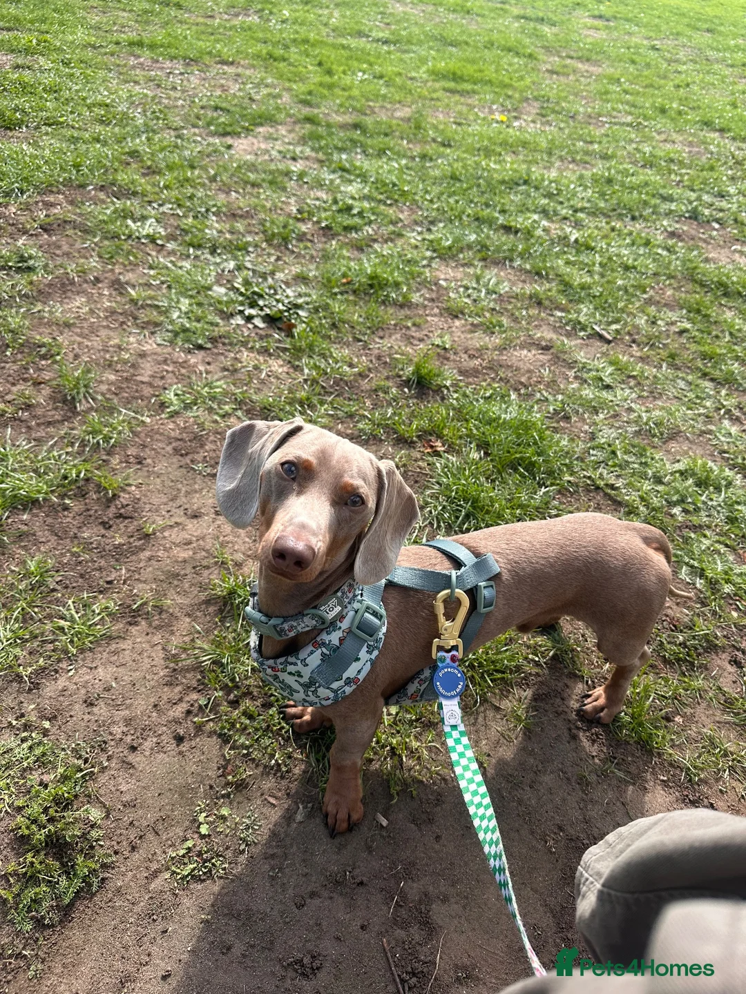 Miniature Dachshund dogs for stud: Derek the miniature dachshund  in Swaffham - Advert 2