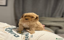 Cockapoo dogs for sale: Cockapoo puppies for sale central scotland - Image 5
