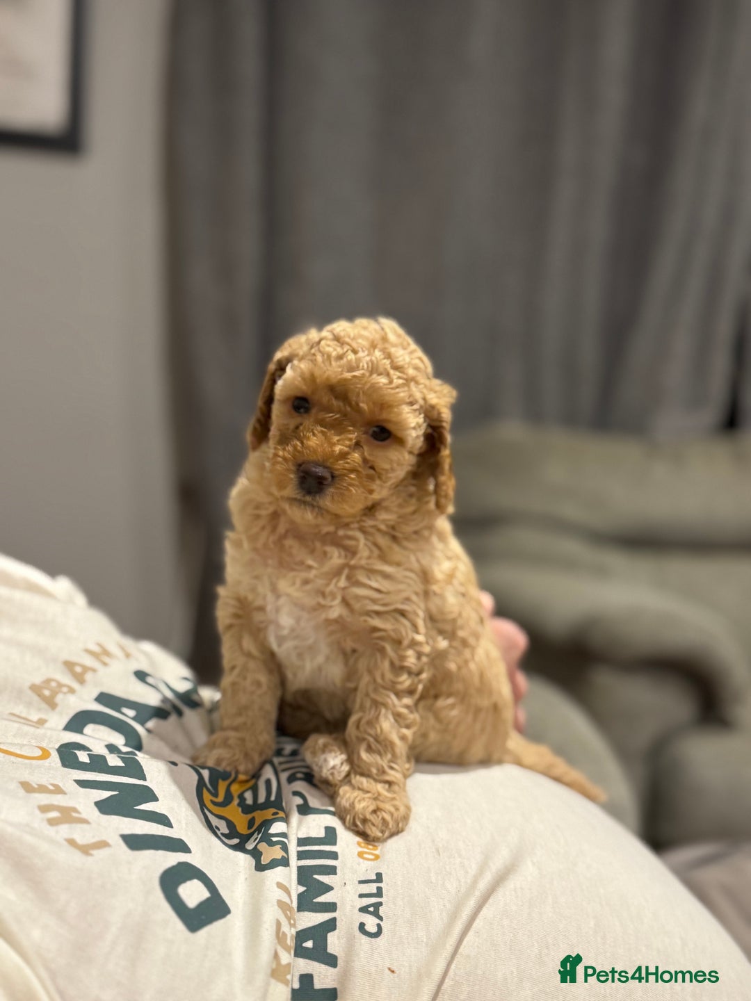 Cockapoo dogs for sale: Cockapoo puppies for sale central scotland - Image 5