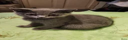 British Shorthair cats for sale: Brithish shorthair kittens  - Advert 17