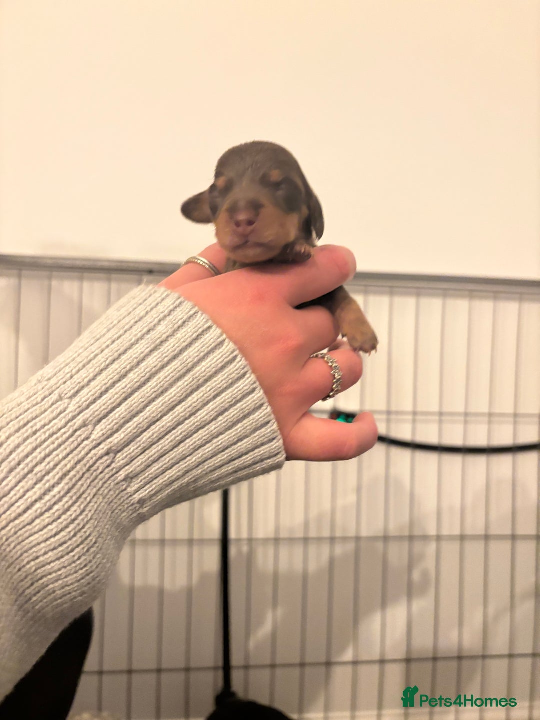 Dachshund dogs for sale: Dachshunds for Sale - Advert 12