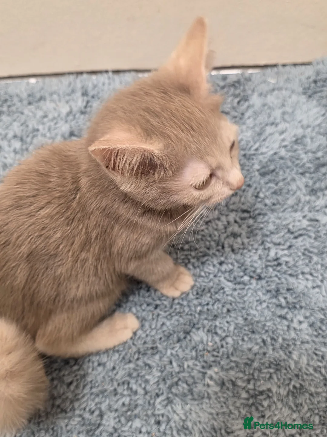 Mixed Breed cats for sale:  £Discount £ only today 2 Lovely Kittens ❤️❤️😻💓  - Advert 36