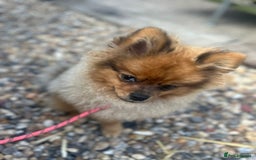 Pomeranian dogs for sale: Beautiful Pomeranian Puppy!  - Image 5