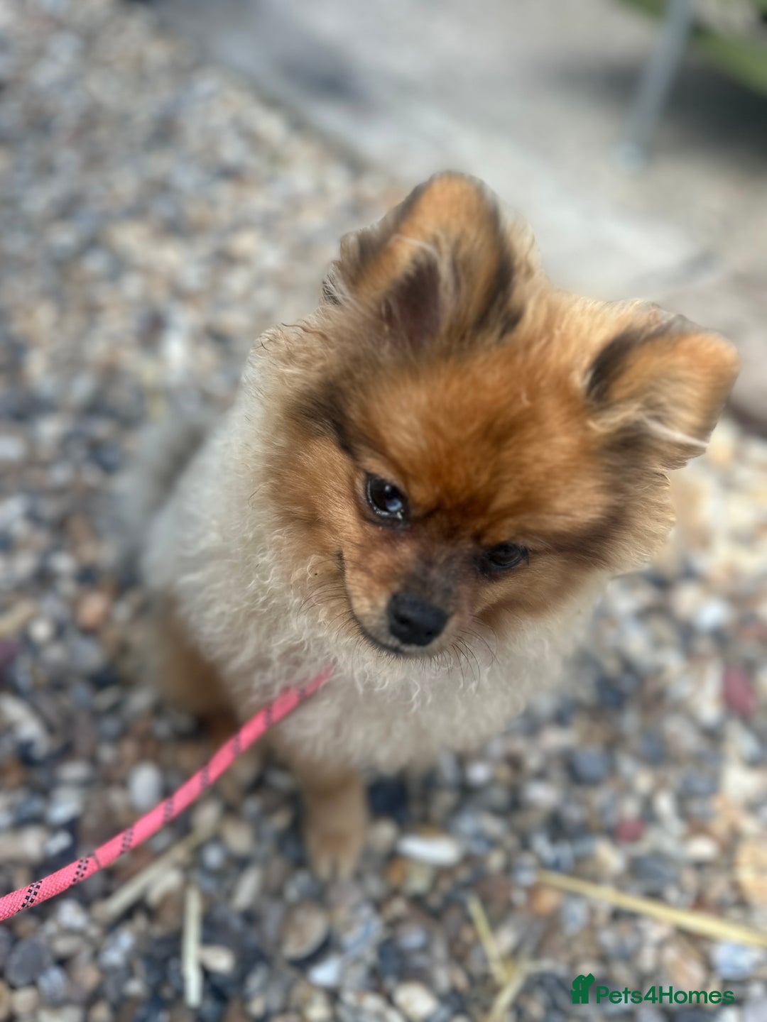 Pomeranian dogs for sale: Beautiful Pomeranian Puppy!  - Image 5