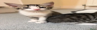 Kitten 4