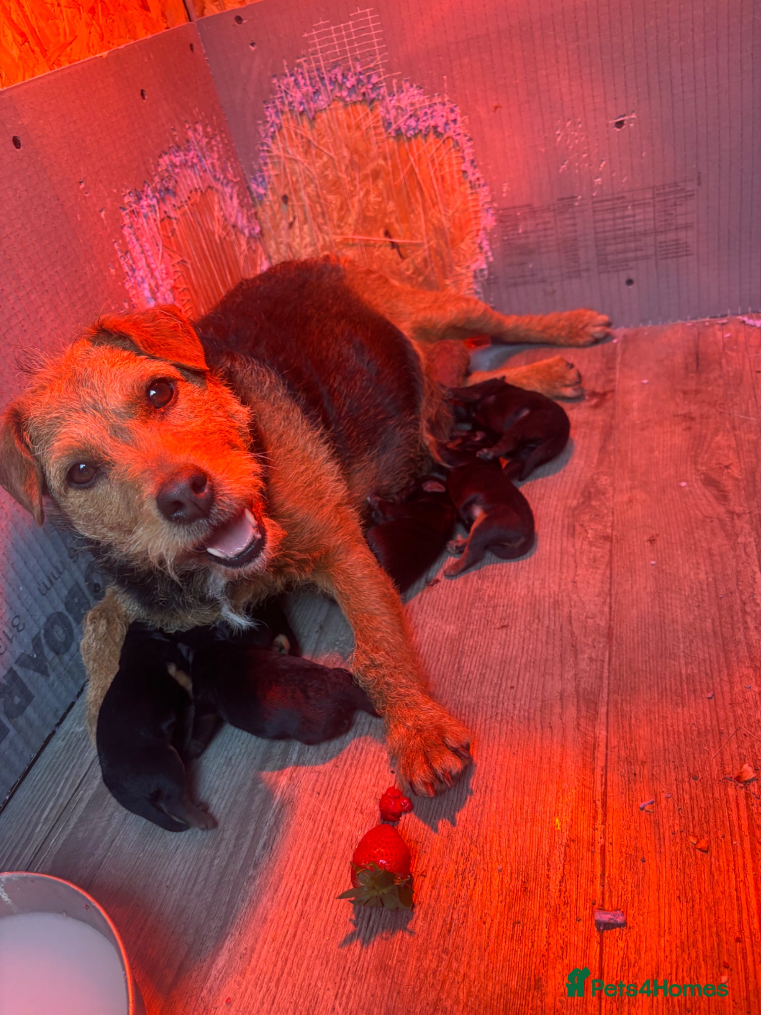Patterdale Terrier dogs 🔥🔥ROSIE & BOBS LITTER🔥🔥 - Advert 8