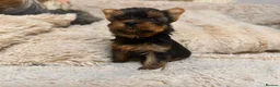 Yorkshire Terrier dogs for sale: Mini Yorkshire Terrier Puppies  - Advert 15
