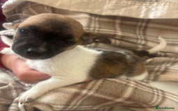 Mixed Breed dogs for sale: Jack Russell terrier puppies  - Image 6