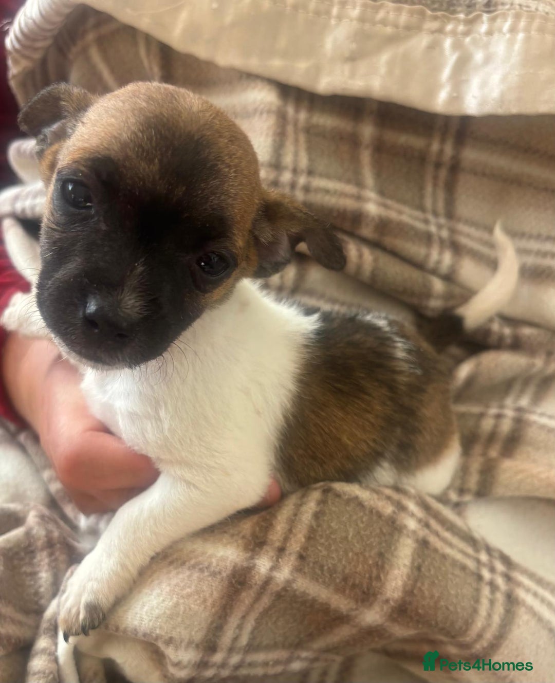 Mixed Breed dogs for sale: Jack Russell terrier puppies  - Image 6