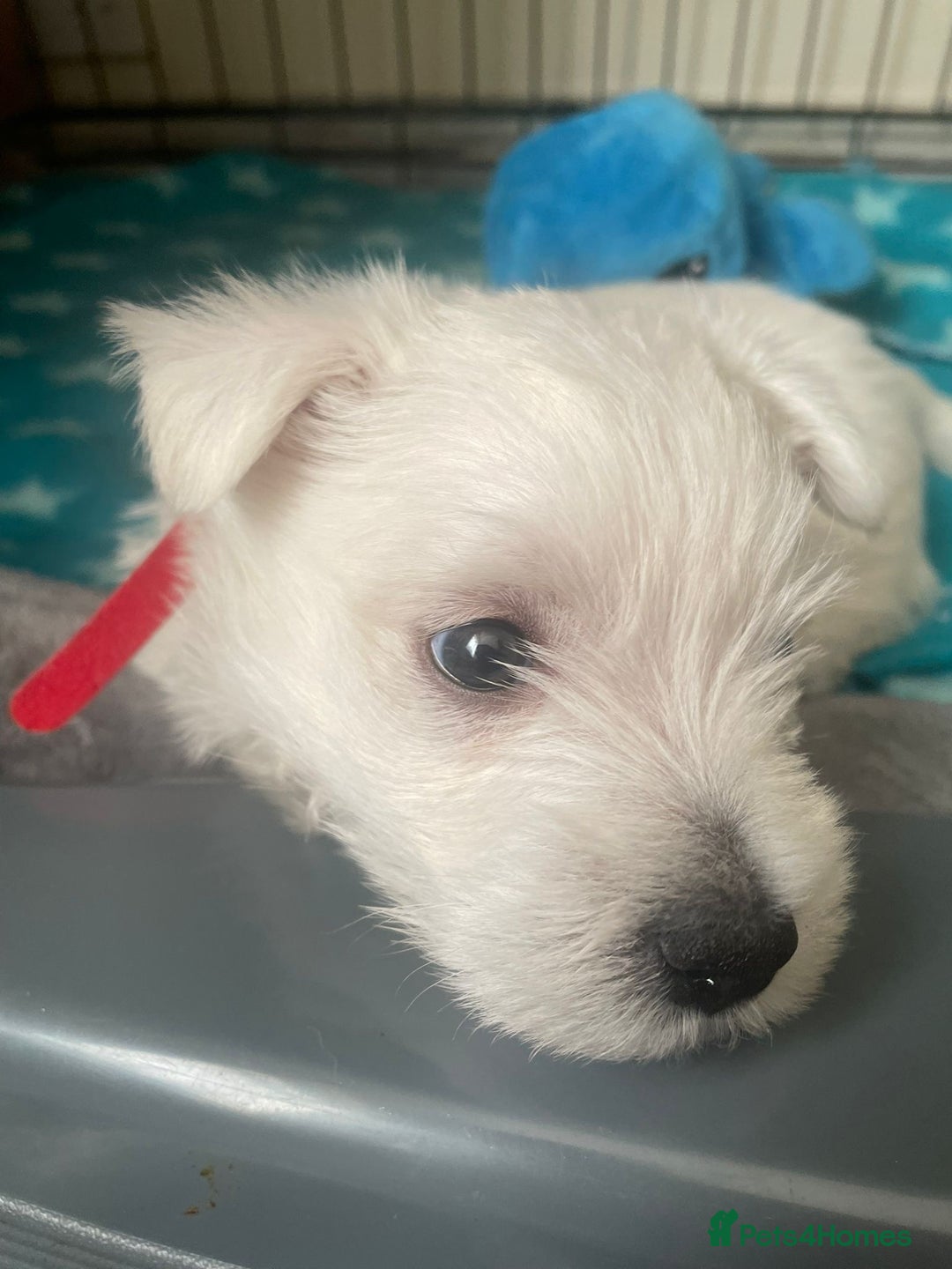 West Highland Terrier dogs for sale: Beautiful West Highland Terrier (Westie) Puppies  - Advert 4