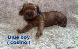 Mixed Breed dogs for sale: Ruby red cockaliers  - Advert 2