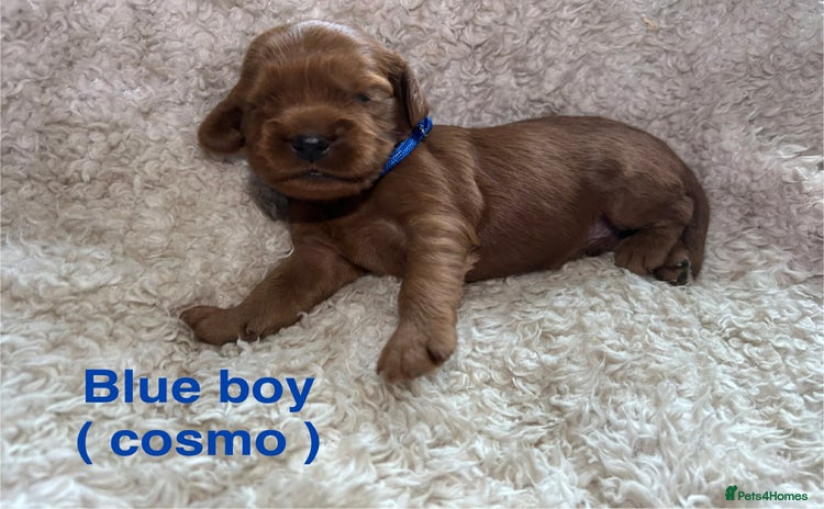 Mixed Breed dogs Ruby red cavaliers  - Advert 1