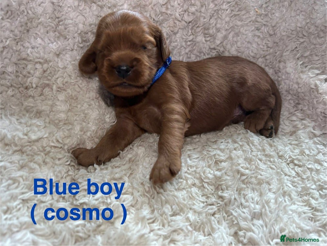 Mixed Breed dogs for sale: Ruby red cockaliers  - Advert 2