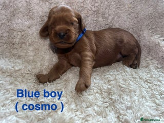 Mixed Breed dogs Ruby red cavaliers - Advert 4