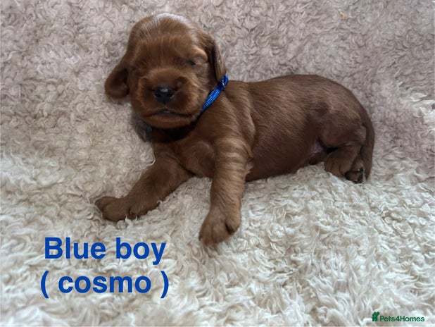 Mixed Breed dogs Ruby red cavaliers - Advert 1