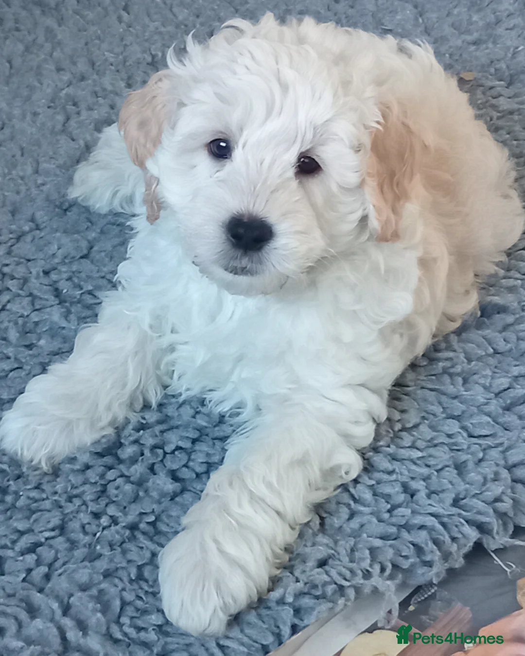 Mini Goldendoodle dogs for sale: Gorgeous Miniature Double Doodle puppies  - Advert 8