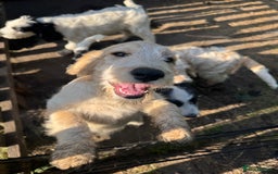 Cockapoo dogs for sale: PRICE REDUCED - READY NOW Chunky Parti Cockapoos in Milton Keynes - Image 30