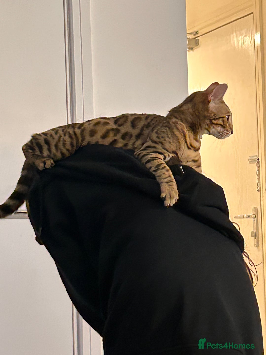 Bengal cats for sale: Bengal female  - Advert 12