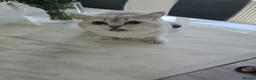 British Shorthair cats for sale: Two male cats brothers - Advert 4