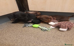 Miniature Dachshund dogs for sale: Miniture dashounds wire hair  - Image 12