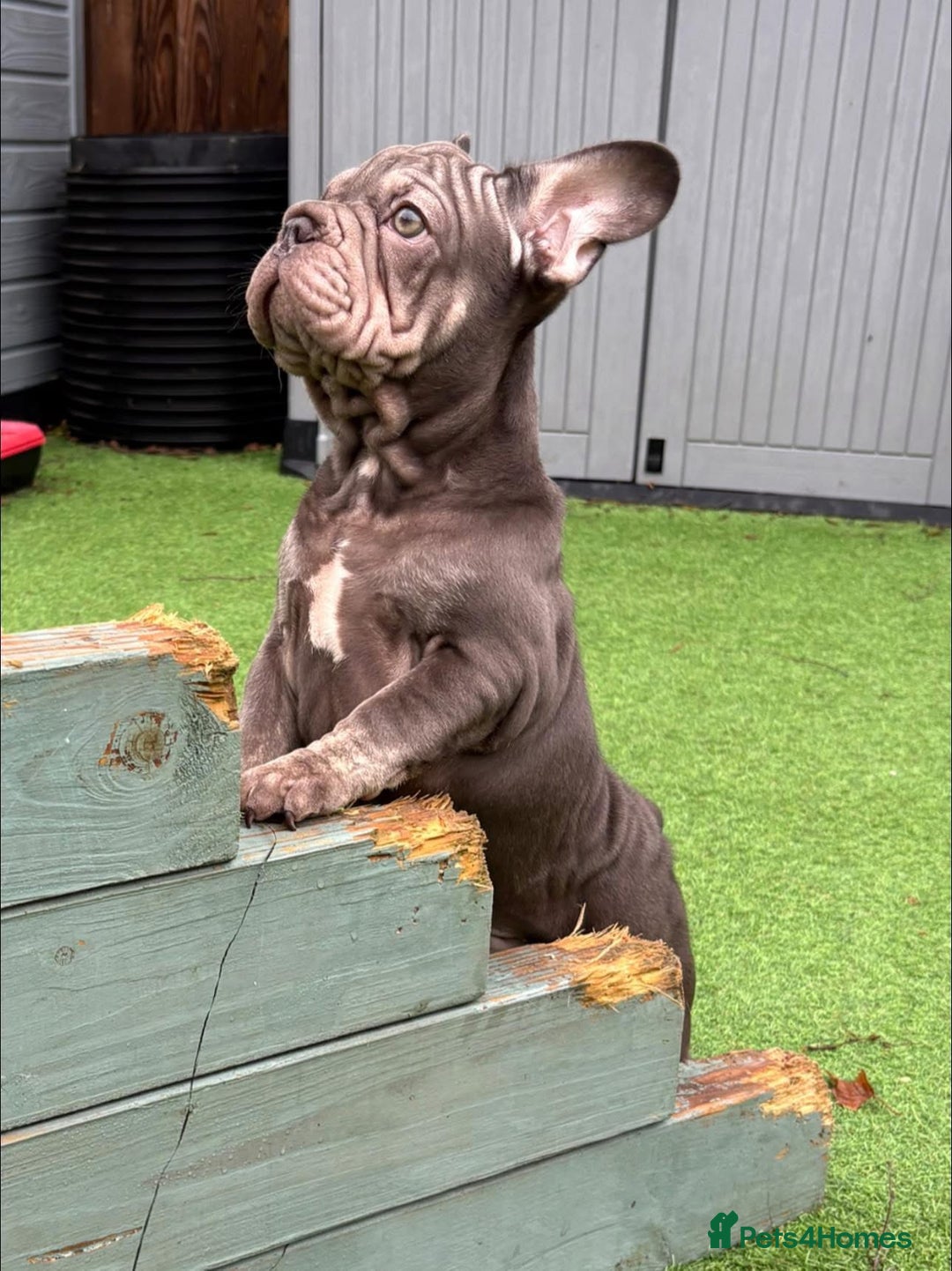 French Bulldog dogs for sale: Male Frenchie pup - Advert 3