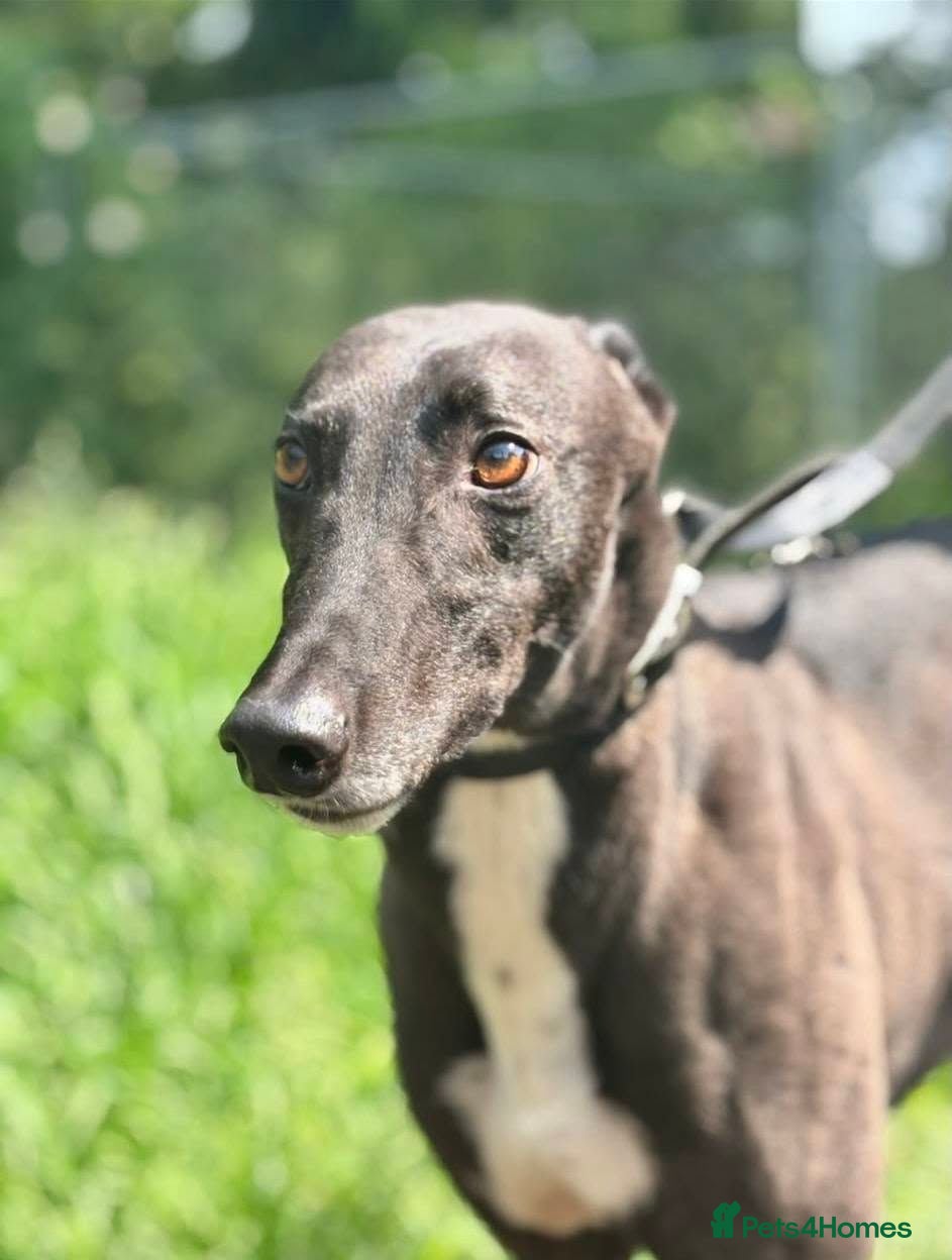 Greyhound dogs ***FERN RESCUE* 5 YR OLD GREYHOUND FOR ADOPTION*** - Advert 1