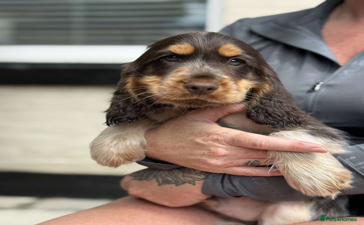 Cocker Spaniel dogs - Advert 5