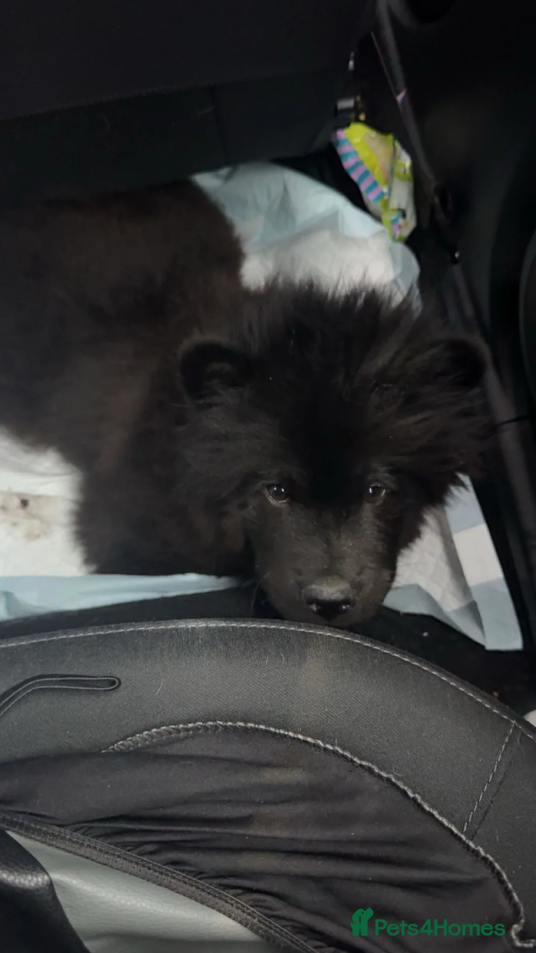 Chow Chow dogs for sale: Female chow chow  - Advert 1