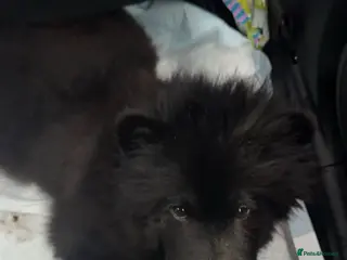 Chow Chow dogs Female chow chow - Advert 10