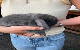 Mini Lop rabbits for sale: Beautiful mini lop bunnies - Image 11