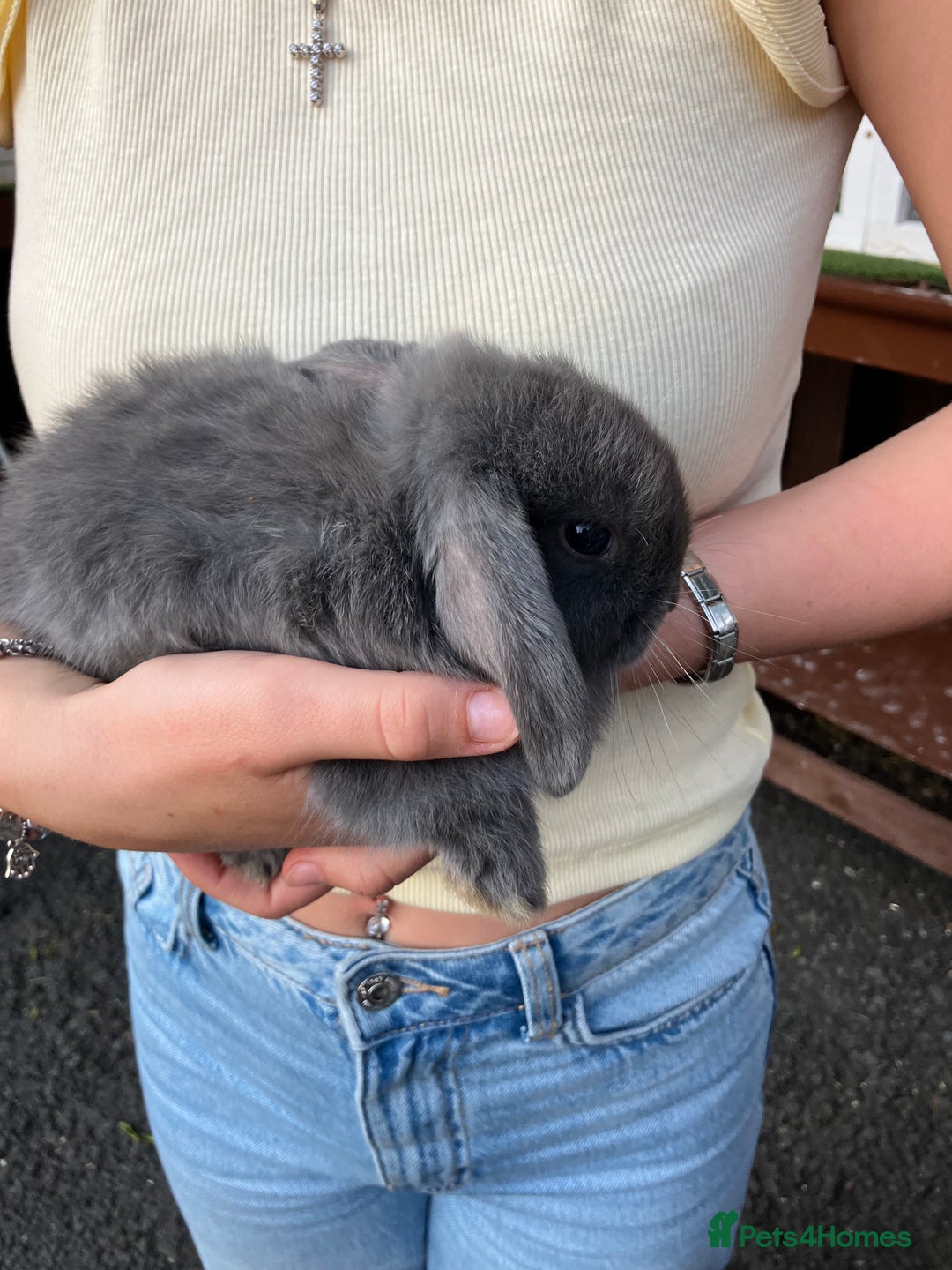 Mini Lop rabbits for sale: Beautiful mini lop bunnies - Image 11