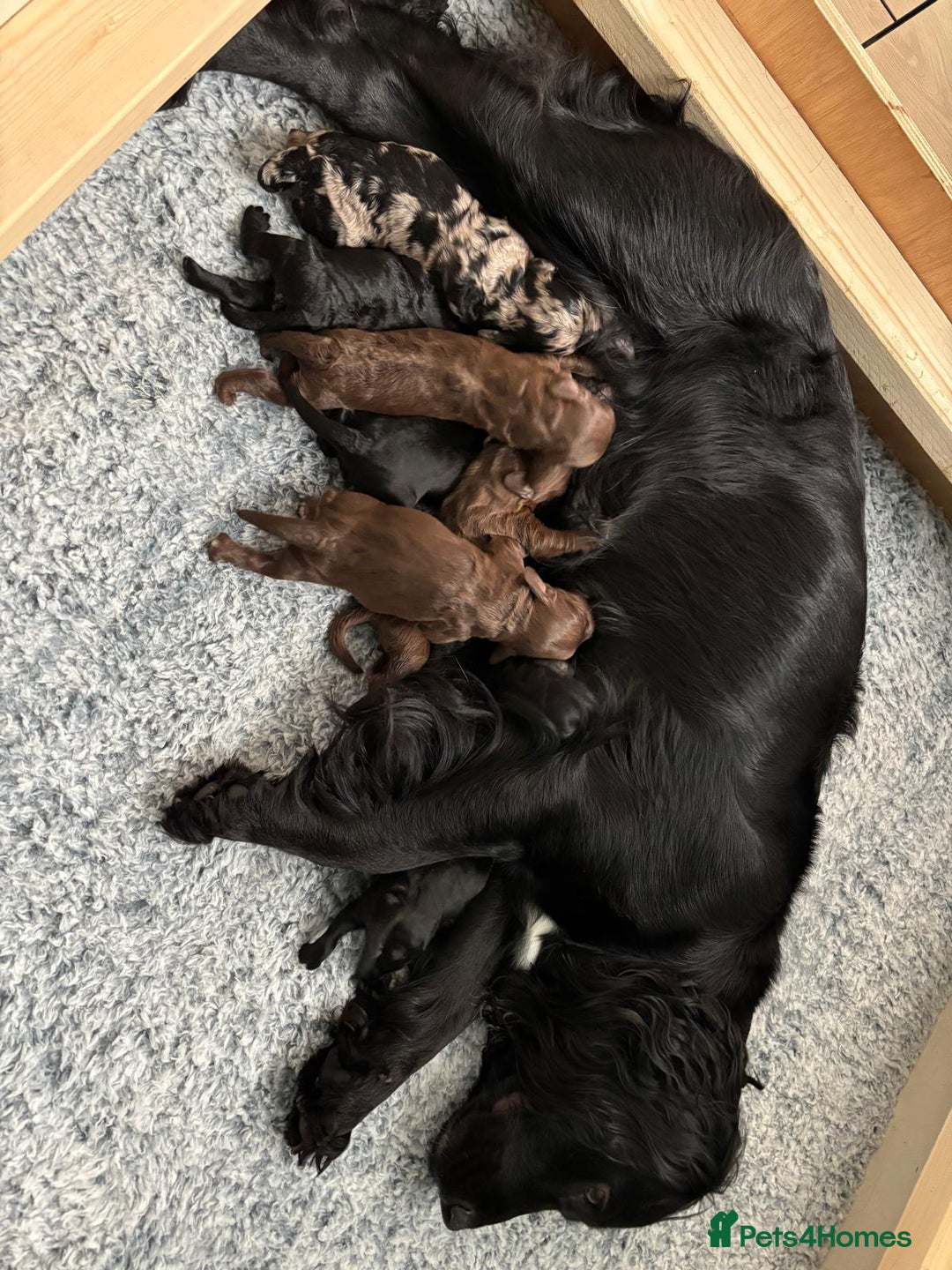 Cockapoo dogs for sale: 7 cockerpoos puppy's for sale - Image 1