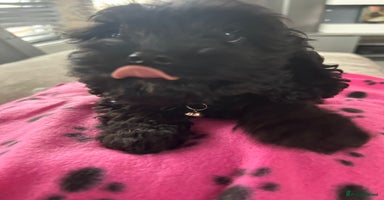Cockapoo dogs - Advert 4