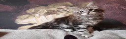 Maine Coon cats for sale: TICA reg HEALTH CHECKED Maine Coons - Advert 12
