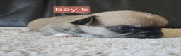 Chihuahua dogs for sale: 5 chiuaua baby boys - Advert 2