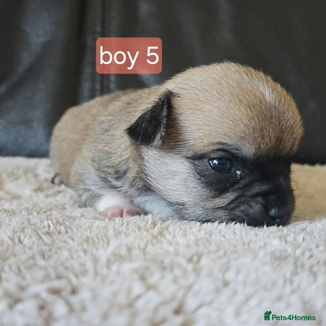 Chihuahua dogs for sale: 5 chiuaua baby boys - Advert 2