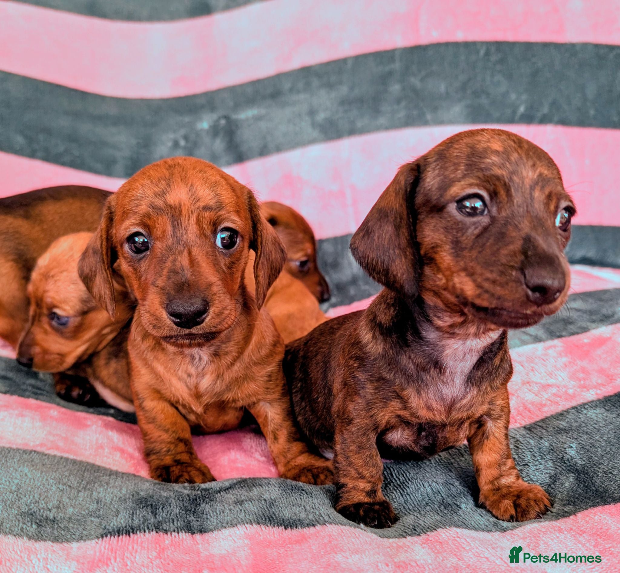 Miniature Dachshund dogs Miniature Dachshund  - Advert 1