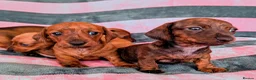 Miniature Dachshund dogs for sale: Miniature Dachshund  - Advert 1