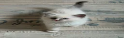 Ragdoll cats for sale: Exceptional quality ragdolls  - Advert 2