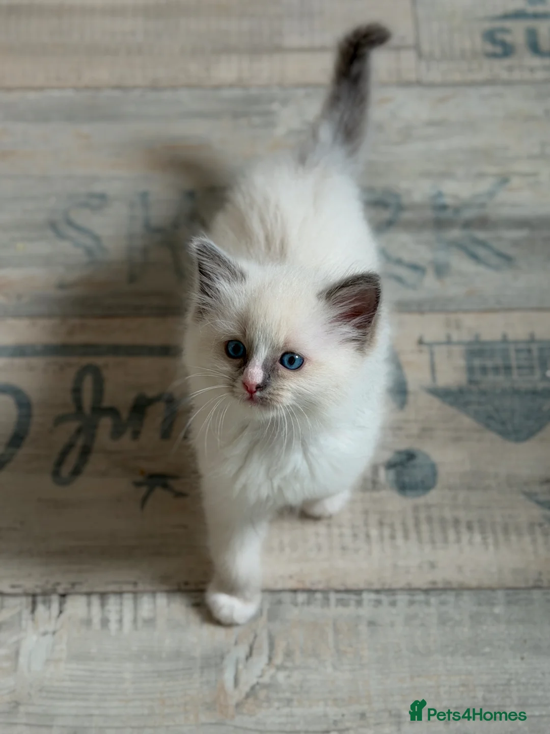 Ragdoll cats for sale: Exceptional quality ragdolls  - Advert 2