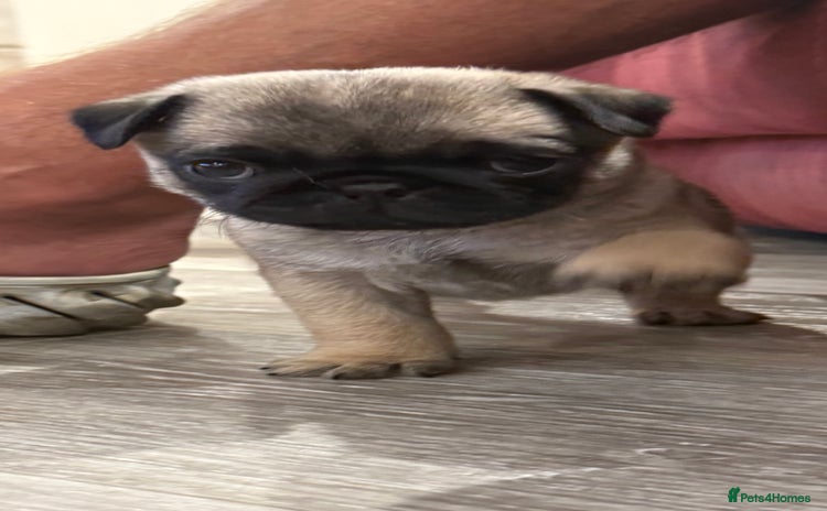 Pug dogs - Advert 2