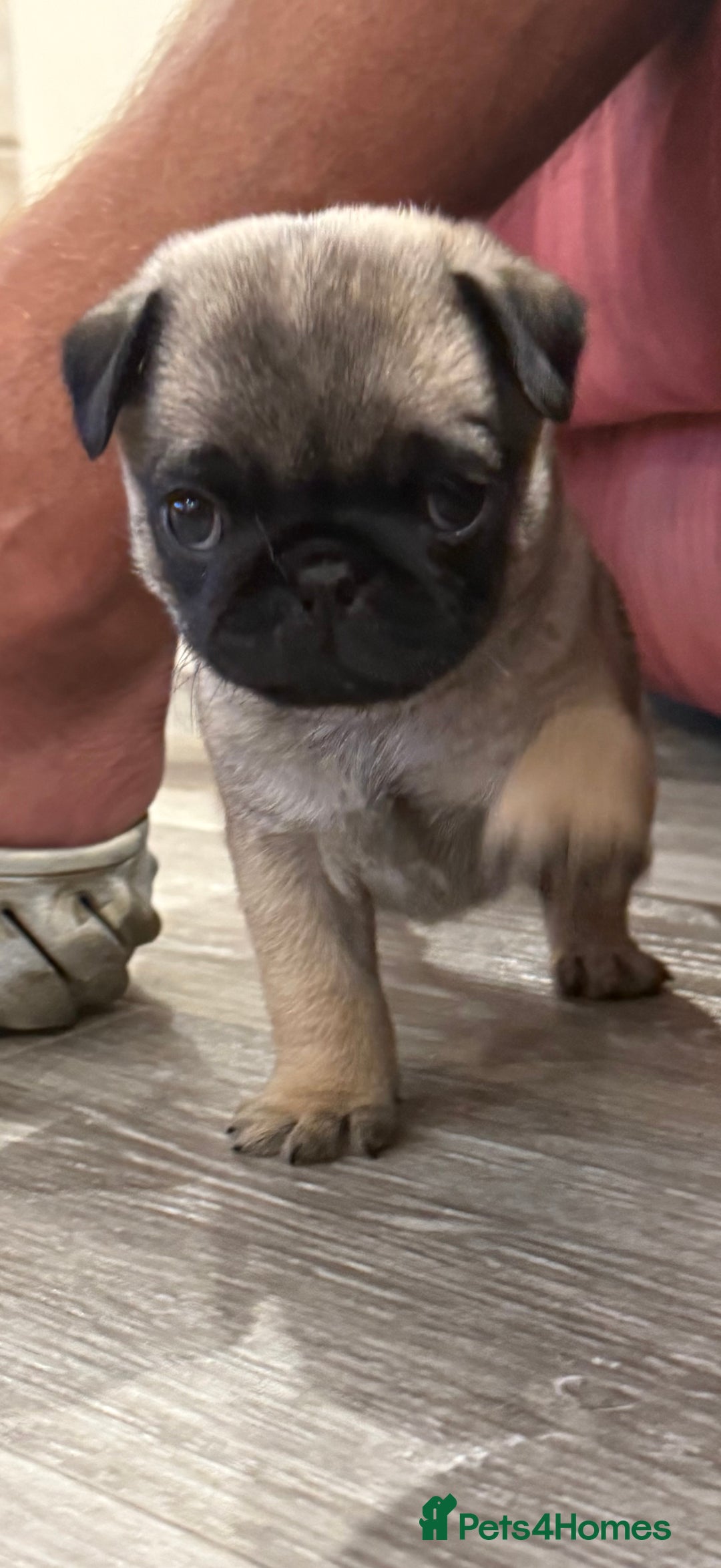 Pug dogs for sale: KC Reg Stunning Pug Puppies - Image 1