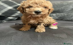 Miniature Poodle dogs for sale: 3 miniature poodles remaining  - Image 1