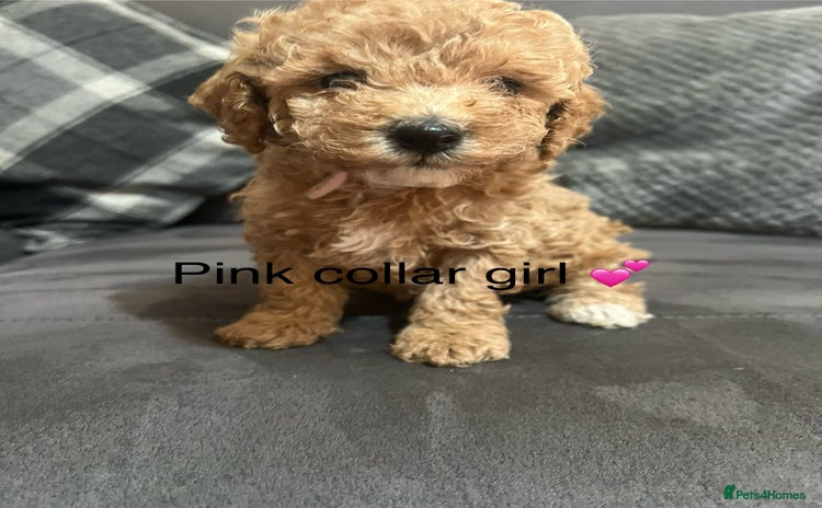 Miniature Poodle dogs - Advert 4