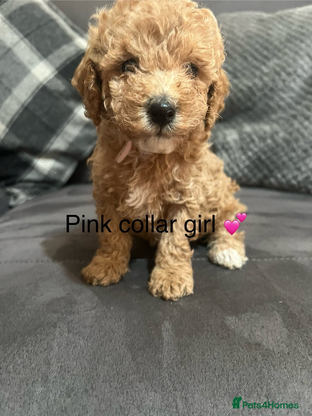 Miniature Poodle dogs for sale: 3 miniature poodles remaining  - Image 1