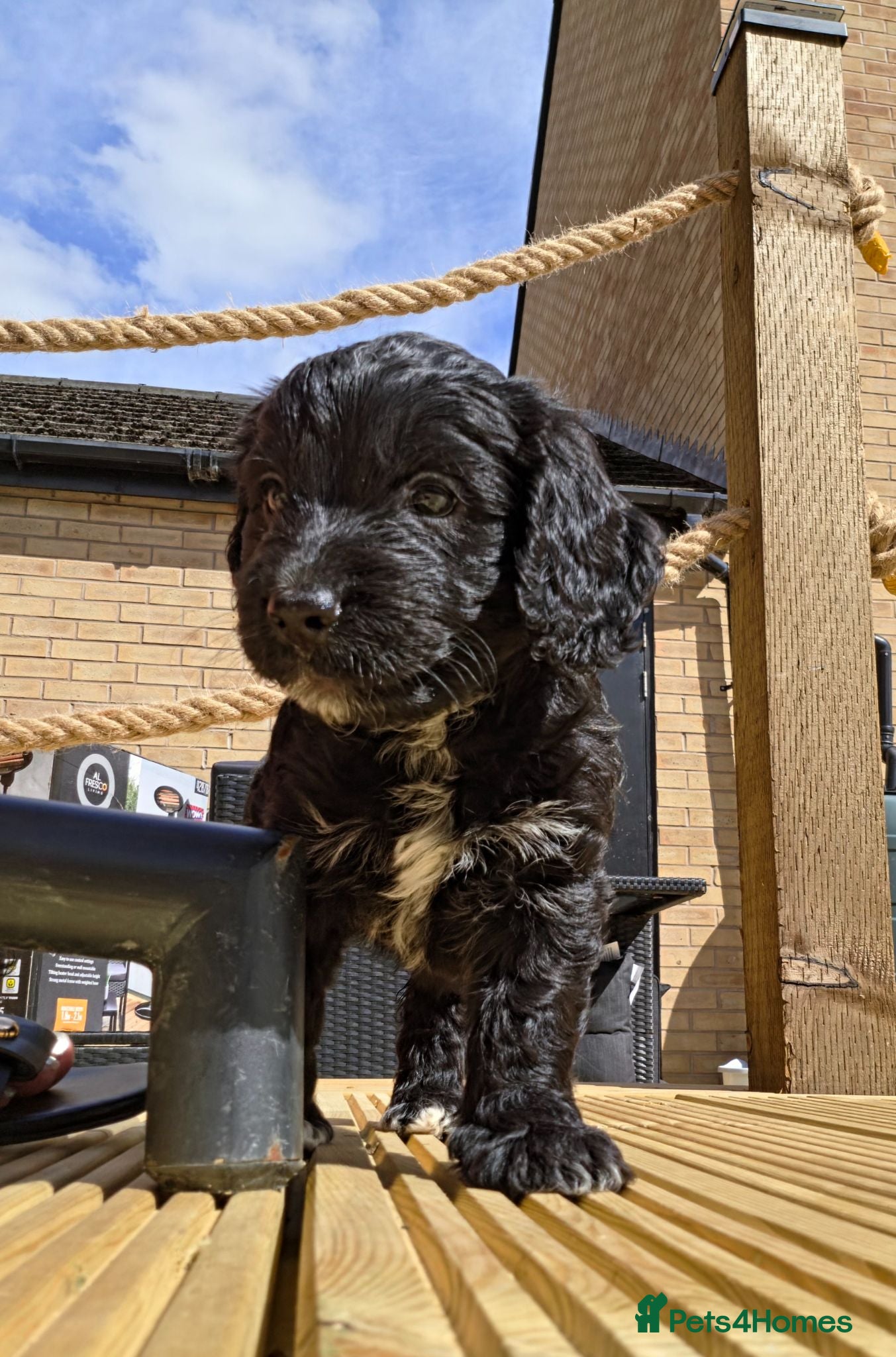 Cockapoo dogs Cockapoos F2 - 2 black females still available  - Advert 11