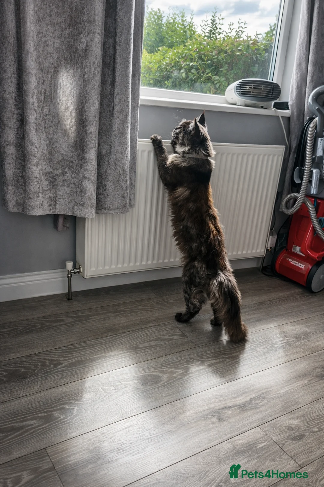 Maine Coon cats for stud: Health Tested MaineCoon BlackSmoke Stud Loki - Advert 2