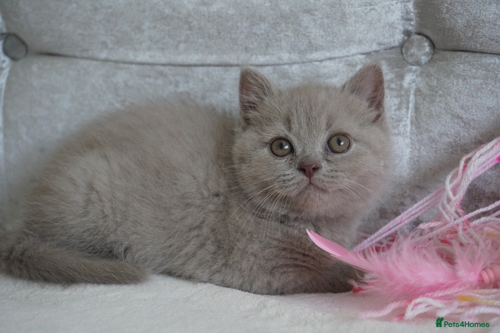 Scottish Fold cats Beautiful kittens - Advert 2