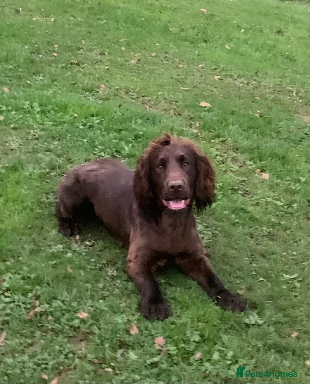 Cocker Spaniel dogs for stud: Boris (Bryn Rhos Major) for stud in Ammanford - Advert 6