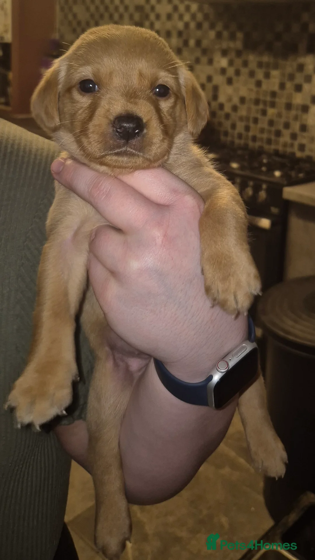 Labrador Retriever dogs for sale: Pedigree KC registered labrador pups. - Advert 27